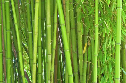 A Promising Bamboo Industry for the South