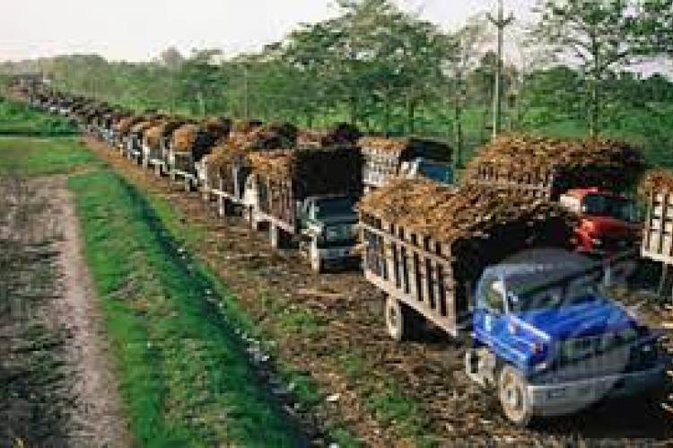 Cane Farmers line up to deliver Cane to the millers