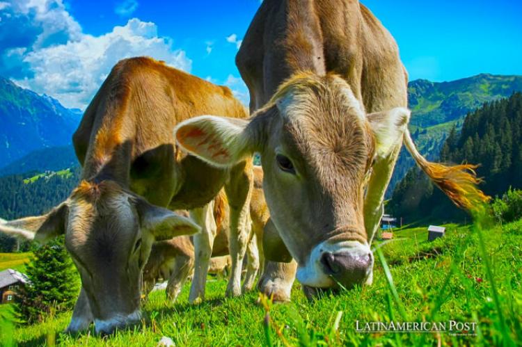 Efforts to combat cattle screw worms in Latin America