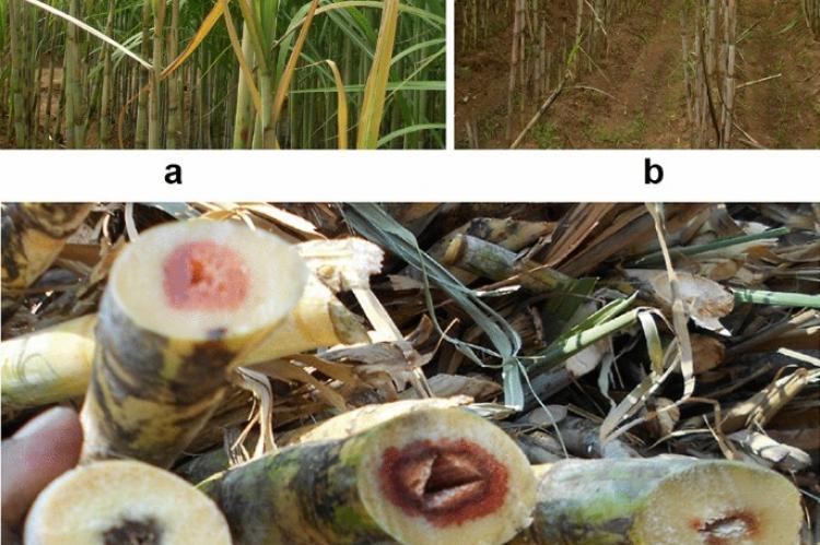 Fusarium Fungus in Cane Fields