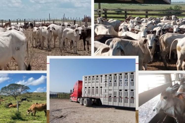 Belize's Cattle being prepared for export 