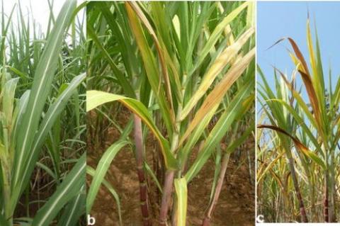 Fusarium Diseases in Sugarcane