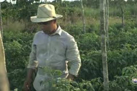 Belizean Small Farmer