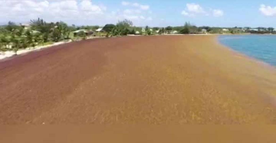 Sargassum along San Pedro's Coast Line