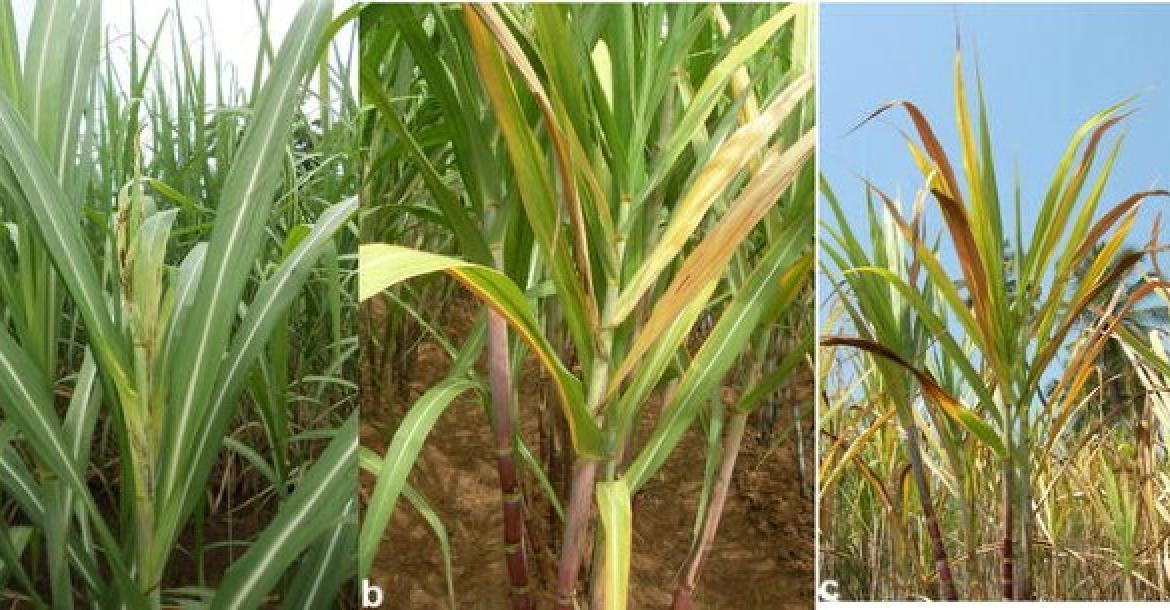 Fusarium Diseases in Sugarcane