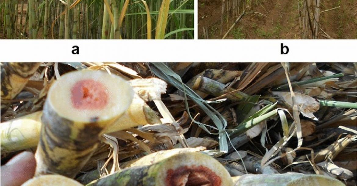 Fusarium Fungus in Cane Fields