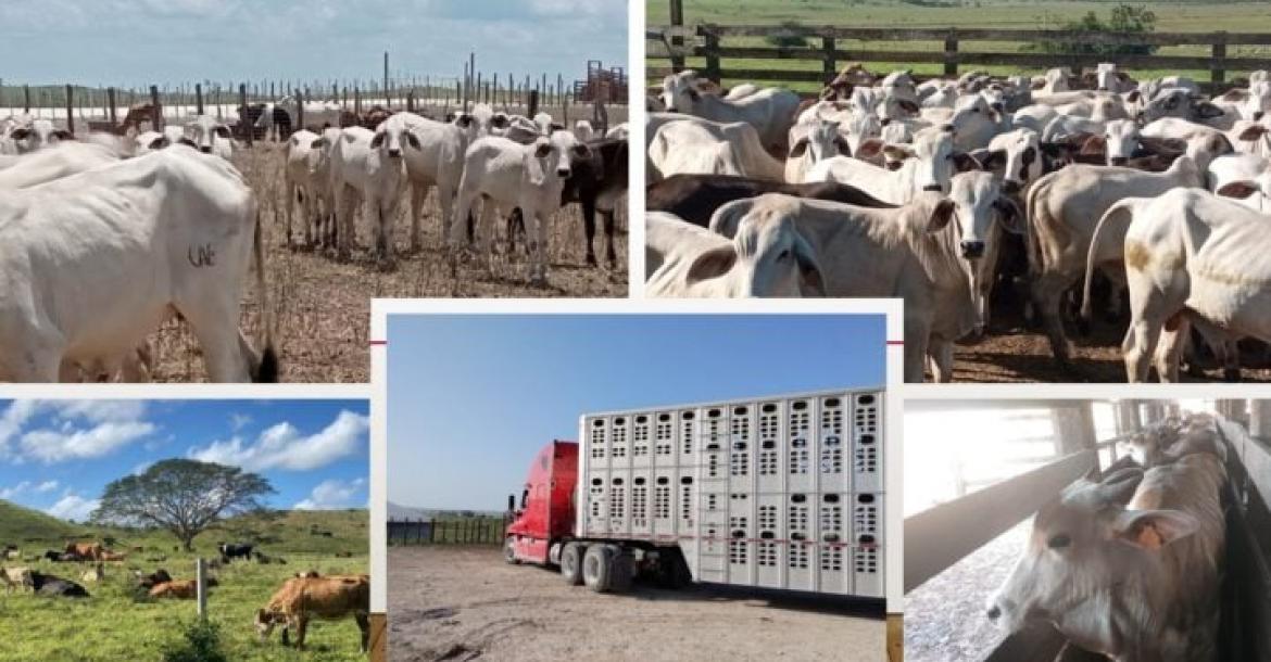 Belize's Cattle being prepared for export 